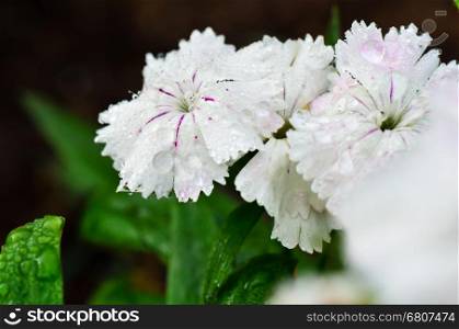 Close up white Dianthus or Sweet William flowers filled with dew drops