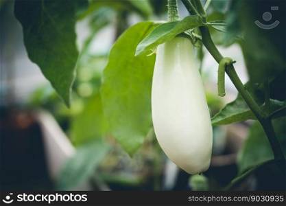 Close-up white Eggplant plant growing in greenhouse. Aubergine plants in plantation. Aubergine vegetables harvest. Eggplant fruit and green leaves. Close-up Eggplant plant