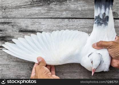 close up white feather wing of homing pigeon bird on wood floor