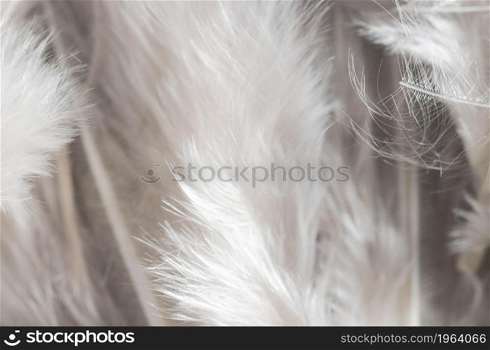 close up white feathers organic background. High resolution photo. close up white feathers organic background. High quality photo
