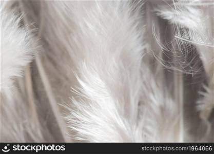 close up white feathers organic background. High resolution photo. close up white feathers organic background. High quality photo