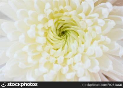 Close up white flower chrysanthemum texture background