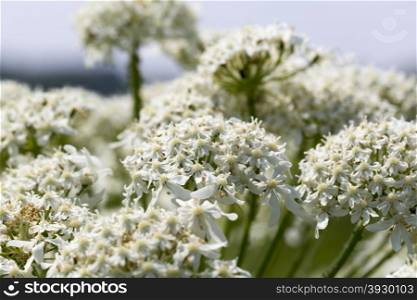 Close up white flowers on a blue background. Close up white flowers on a blue sky background