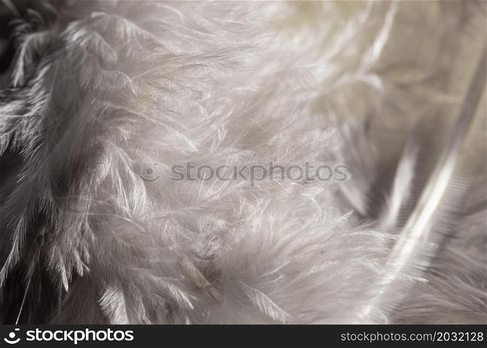 close up white fluffy feathers