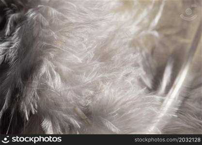 close up white fluffy feathers