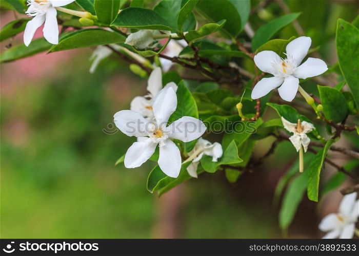 close up white gardenia flower in garden