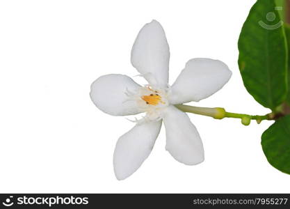 close up white gardenia flower on white background
