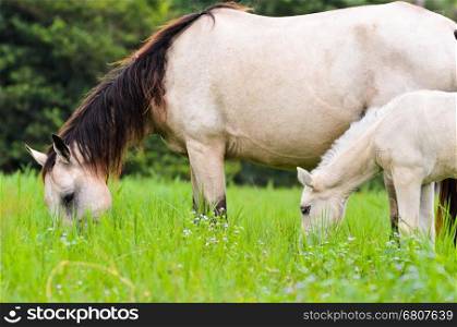 Close up white horse mare and foal grazing in a field of grass, Thailand