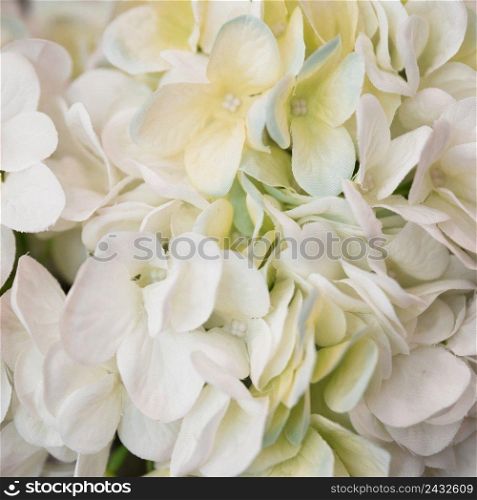 close up white hydrangea macrophylla flower