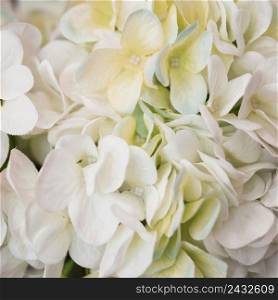close up white hydrangea macrophylla flower