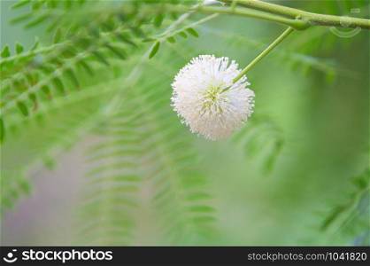Close-up White leadtree or White popinac (Leucaena leucocephala) flower with green leaves. Copy space wallpaper.