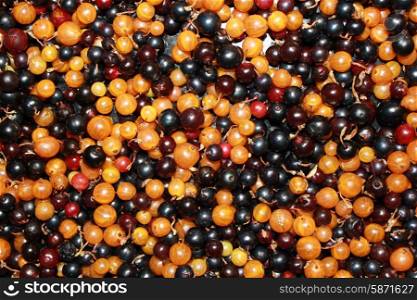 Close up white or yellow, red, black currant background 18522