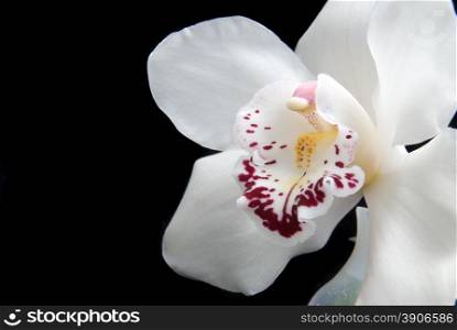 close up white orchid isolated on black