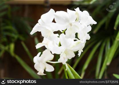 Close up white orchid on green background