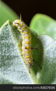 Close up white with yellow stripes caterpillar eating leaf of calotropis. Larva of Plain Tiger butterfly (Danaus chrysippus)