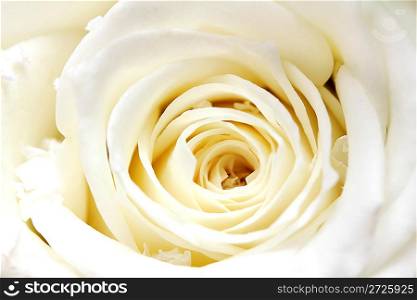 close-up wiew on white rose petals background