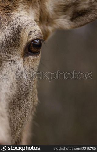 close up wild deer forest