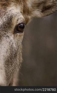 close up wild deer forest