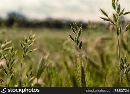 Close up wild grass concept photo. Small cones. Growing plants. Front view photography with green meadow on background. High quality picture for wallpaper, travel blog, magazine, article. Close up wild grass concept photo