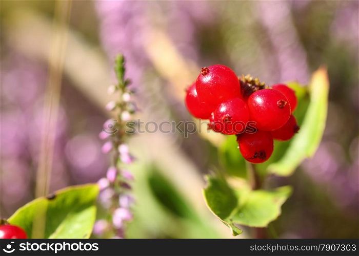 Close up wild inedible red berries on sunny meadow. Cornus suecica - Bunchberry