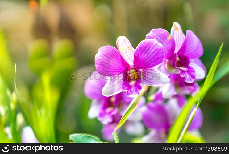 close up wild purple orchid flowers