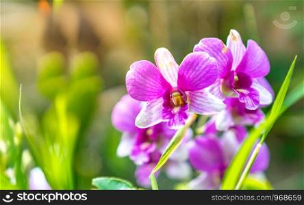 close up wild purple orchid flowers
