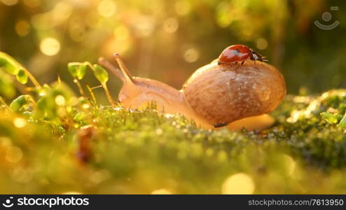 Close-up wildlife of a snail and ladybug in the sunset sunlight.