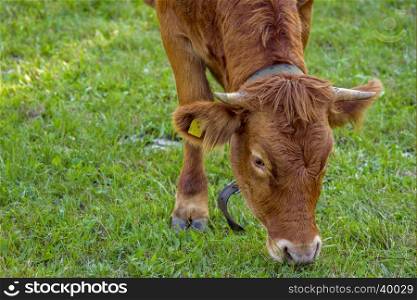 Close up with a brown calf head, while eating the green grass, inside a farm in south Germany