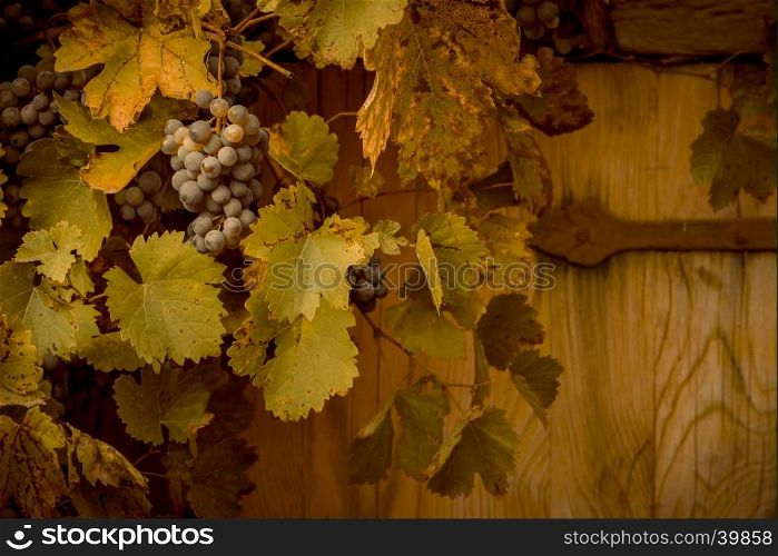 Close up with a bunch of grapes hanging from their vines with dried green-yellow leaves