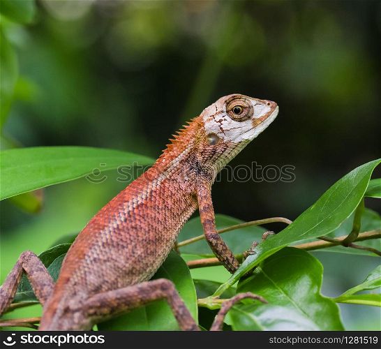 Close up with a lizard. Close Up of a Oriental Garden Lizard