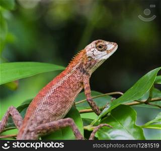 Close up with a lizard. Close Up of a Oriental Garden Lizard