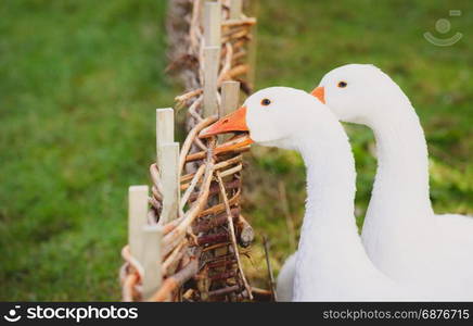 Close-up with two funny geese trying to bite a rustic, wattle fence, that constrains them to an enclosed yard.