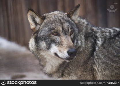 Close-up wolf. Dangerous predator