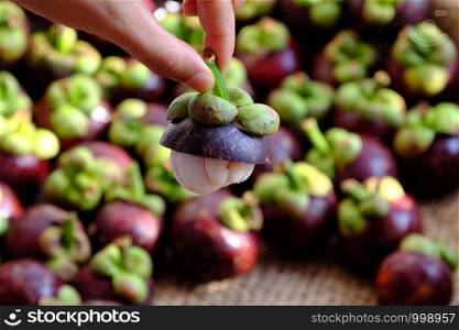 Close up woman hand hold fresh Mangosteen cut in half on blurred Mangostana Garcinia background, kind of Vietnamese tropical fruit that juicy, delicious, rich vitamin with violet hard rind