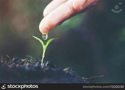 close up woman hand watering a green young plant