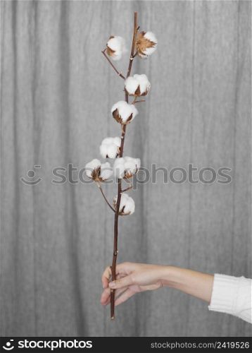 close up woman holding branch with cotton flowers