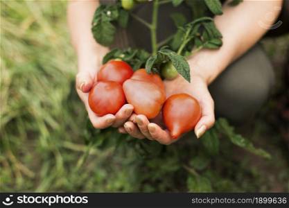 close up woman holding tomatoes. Resolution and high quality beautiful photo. close up woman holding tomatoes. High quality beautiful photo concept