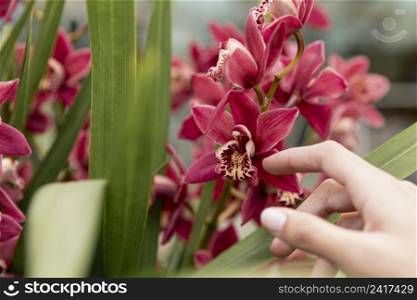close up woman touching orchid