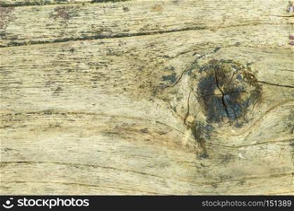 close up wood cut texture