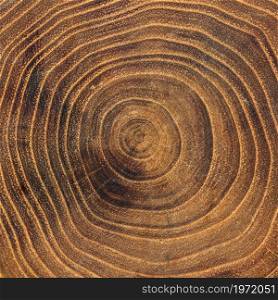 close up wooden annual growth rings. High resolution photo. close up wooden annual growth rings. High quality photo