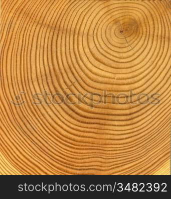 close-up wooden cut texture