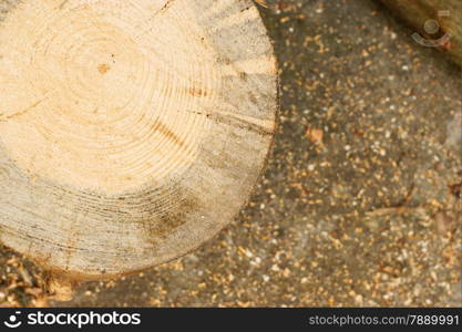 close-up wooden cut texture