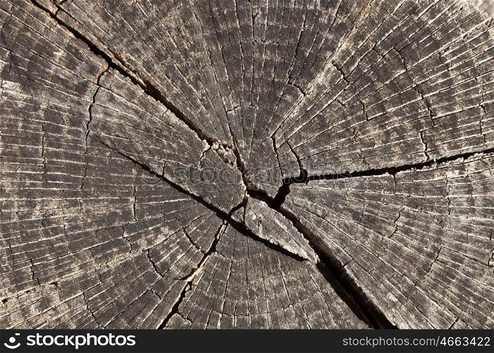 Close-up wooden cut texture with burning frame