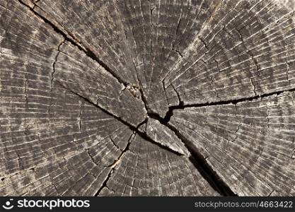 Close-up wooden cut texture with burning frame