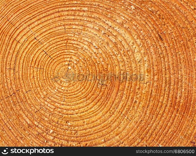 Close-up wooden texture, freshly cut red wood