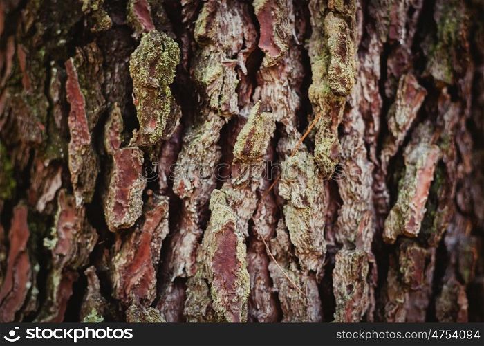 Close-up wooden trunk texture with wallpaper