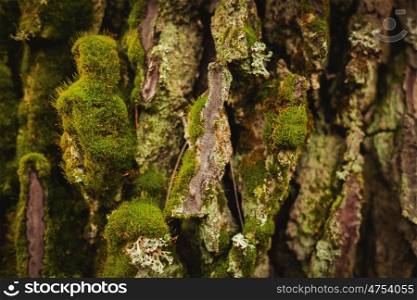Close-up wooden trunk with green moss for use as wallpaper