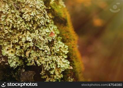 Close-up wooden trunk with green moss for use as wallpaper