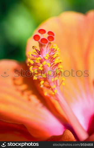 Close up yellow and red pollen macro photos of orange hibiscus flower beautiful nature of tropical flora. Macro photos of orange hibiscus flower