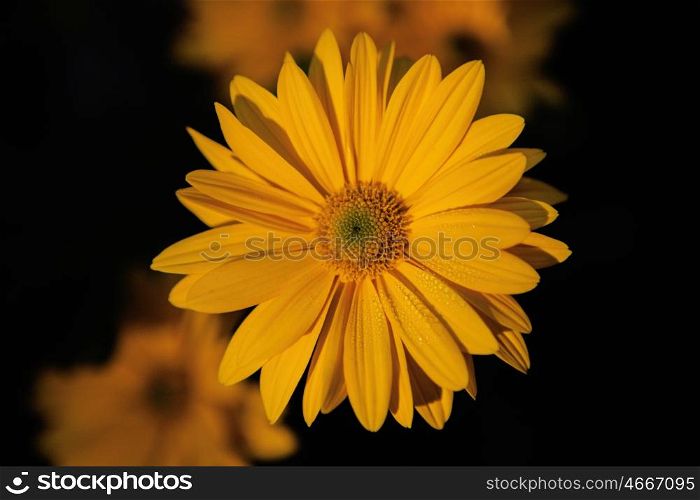 Close-up yellow daisy flower in the nature with a black background